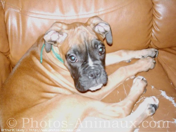 Photo de Boxer