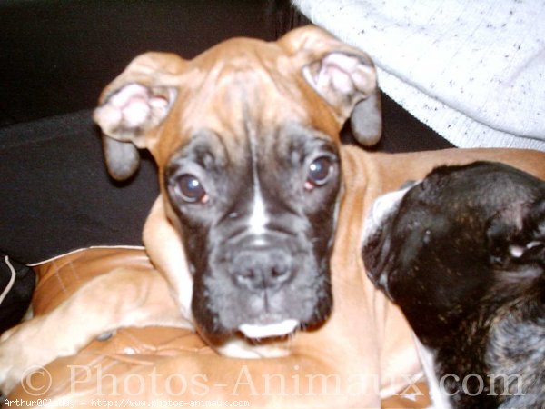 Photo de Boxer