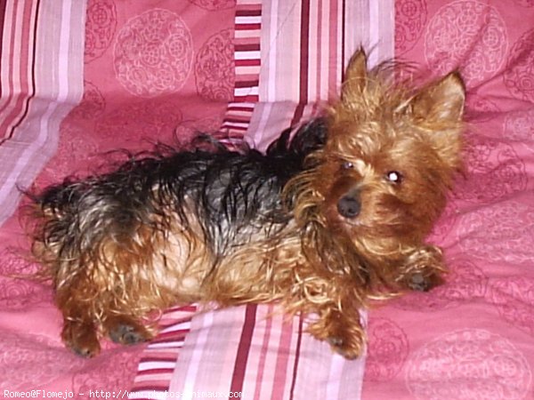 Photo de Yorkshire terrier