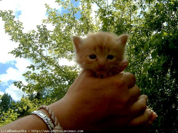 Photo de Chat domestique