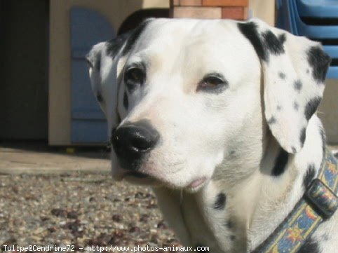 Photo de Dalmatien