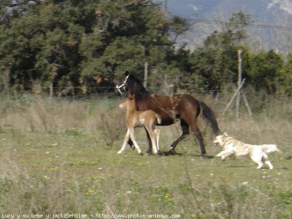 Photo de Quarter horse