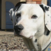 Photo de Dalmatien