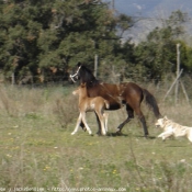 Photo de Quarter horse