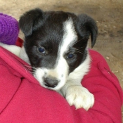 Photo de Border collie