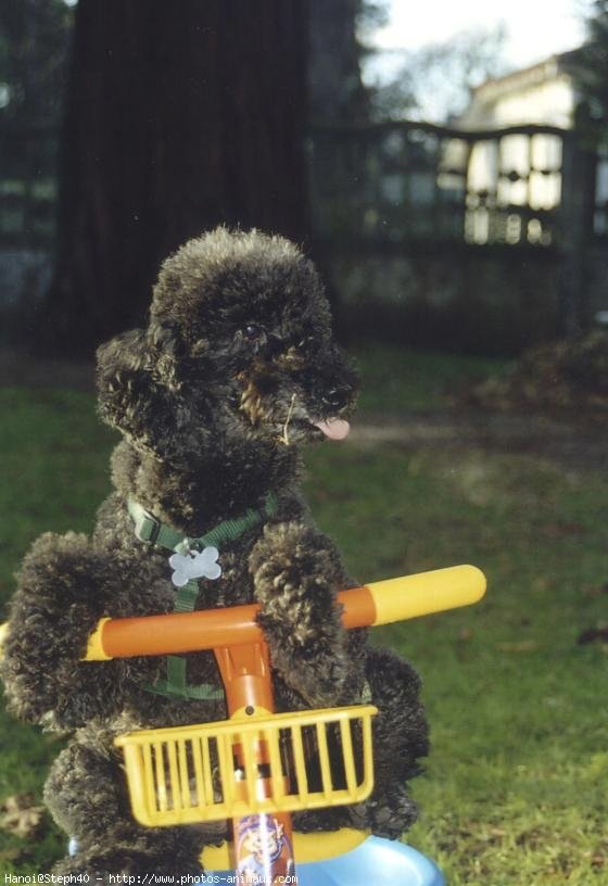 Photo de Caniche moyen