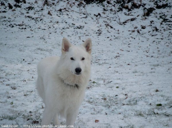 Photo de Berger blanc suisse