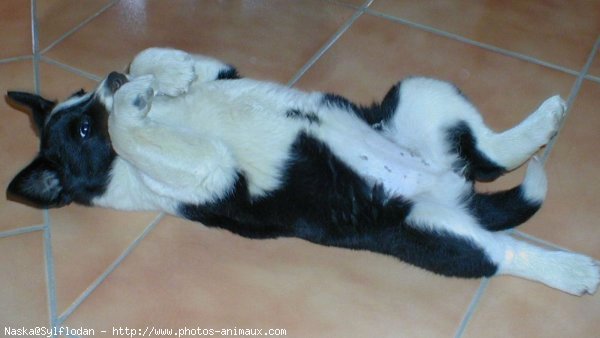 Photo de Border collie