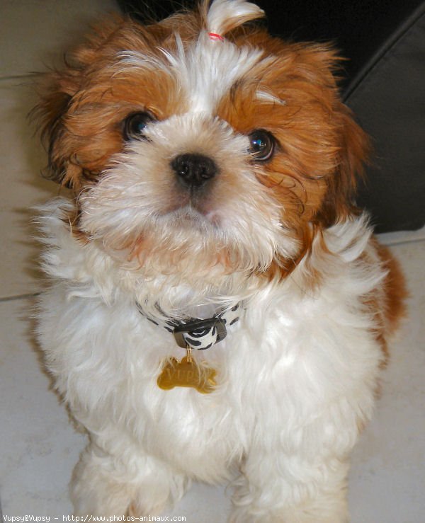 Photo de Shih tzu