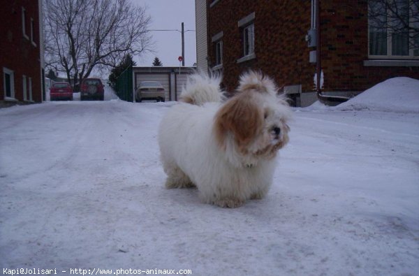 Photo de Lhassa apso