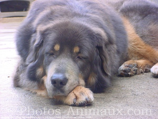 Photo de Dogue du tibet