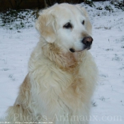 Photo de Golden retriever