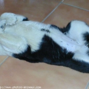 Photo de Border collie