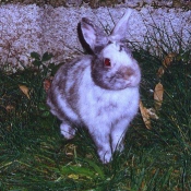 Photo de Lapin