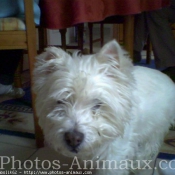 Photo de West highland white terrier