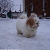 Photo de Lhassa apso