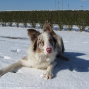 Photo de Border collie