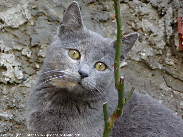 Photo de Chat domestique