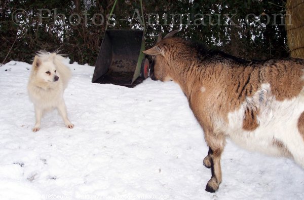 Photo de Races diffrentes