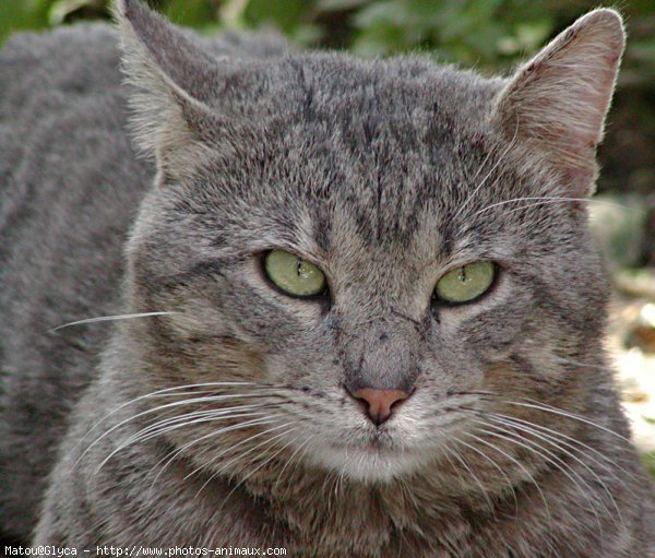 Photo de Chat domestique