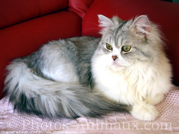 Photo de British longhair