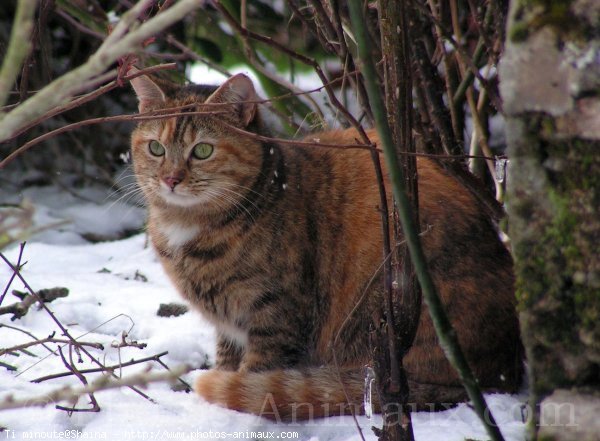 Photo de Chat domestique