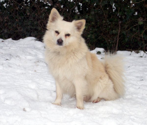 Photo de Spitz moyen