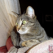 Photo d'Ocicat