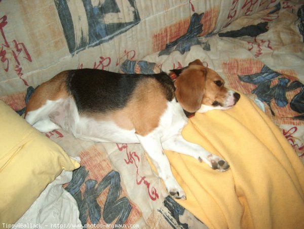 Photo de Beagle