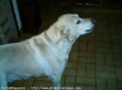 Photo de Labrador retriever