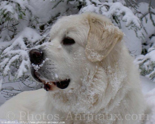 Photo de Chien de berger des tatras