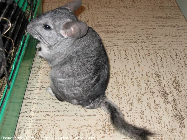 Photo de Chinchilla