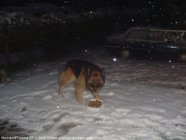 Photo de Berger allemand  poil court