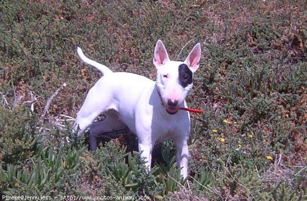 Photo de Bull terrier