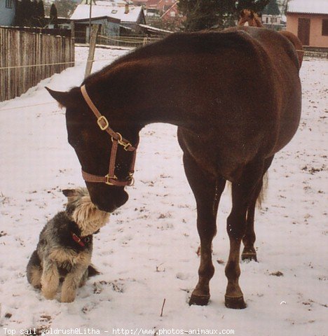 Photo de Quarter horse