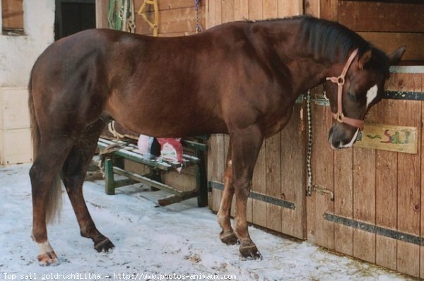 Photo de Quarter horse