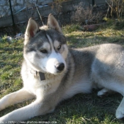 Photo de Husky siberien