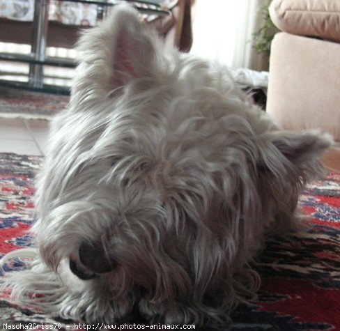 Photo de West highland white terrier