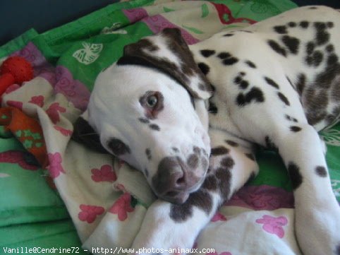 Photo de Dalmatien