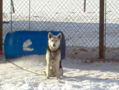 Photo de Husky siberien