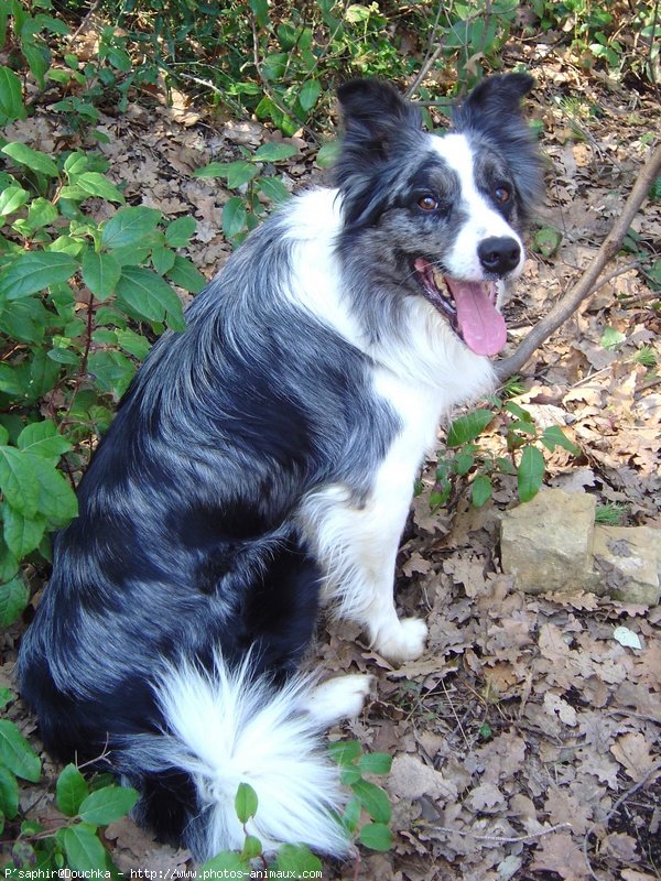 Photo de Border collie