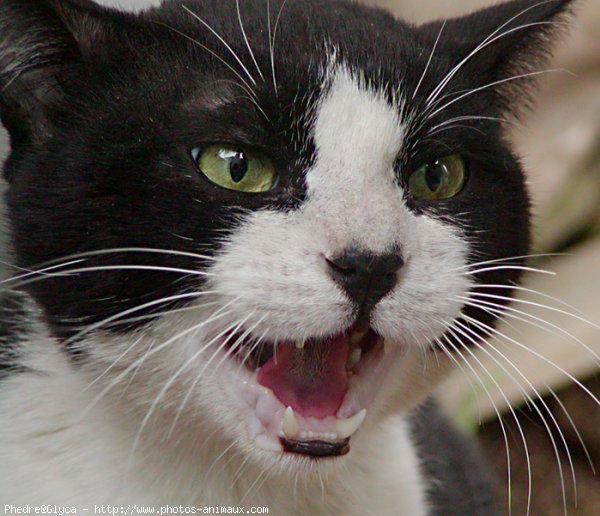 Photo de Chat domestique