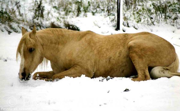 Photo de Palomino