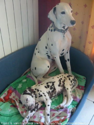 Photo de Dalmatien