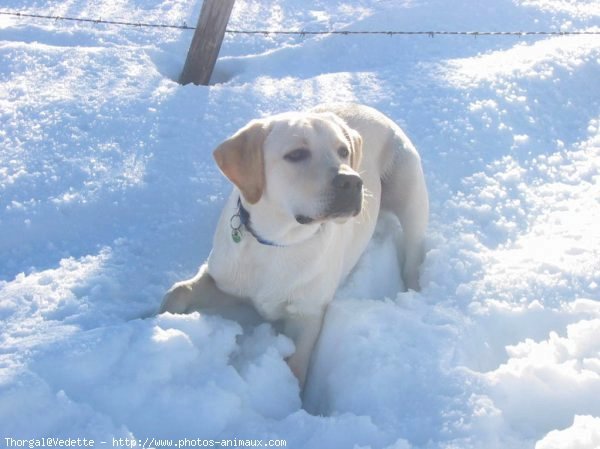 Photo de Labrador retriever