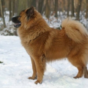 Photo d'Eurasier