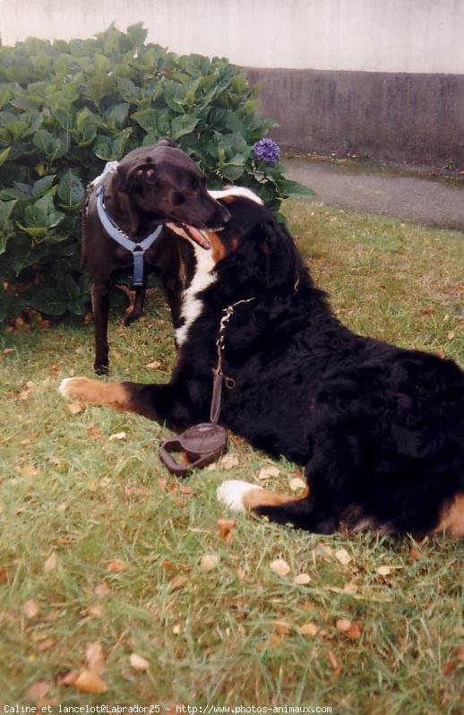 Photo de Labrador retriever