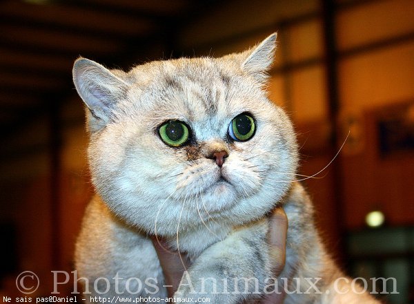 Photo d'Exotic shorthair