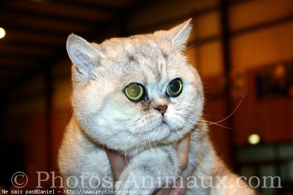 Photo d'Exotic shorthair