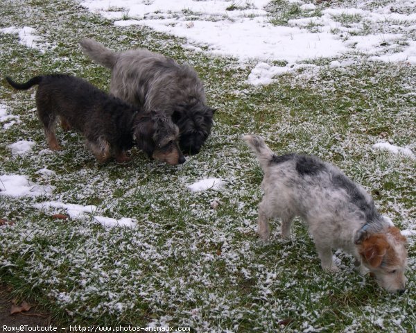 Photo de Cairn terrier